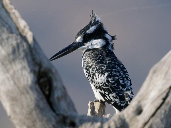 <h3>Ceryle rudis / Pied kingfisher / Bonte ijsvogel</h3>OM-1 with OLYMPUS M.150-400mm F4.5, 1/2000 sec at F5.6, ISO 800, distance 11.3 m